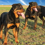Rottweilers Dogs Jigsaw Puzzle Apk