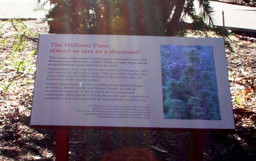 Plaque reads: ' The Wollemi Pine: almost as rare as a dinosaur This is one of the world's rarest plants. Australia's very own Wollemi pine (wollemi nobilis). There are only three  stands of adult...