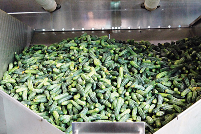 India’s gherkin exports are booming