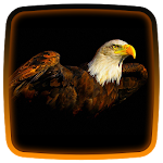 Eagles Live Wallpaper Apk