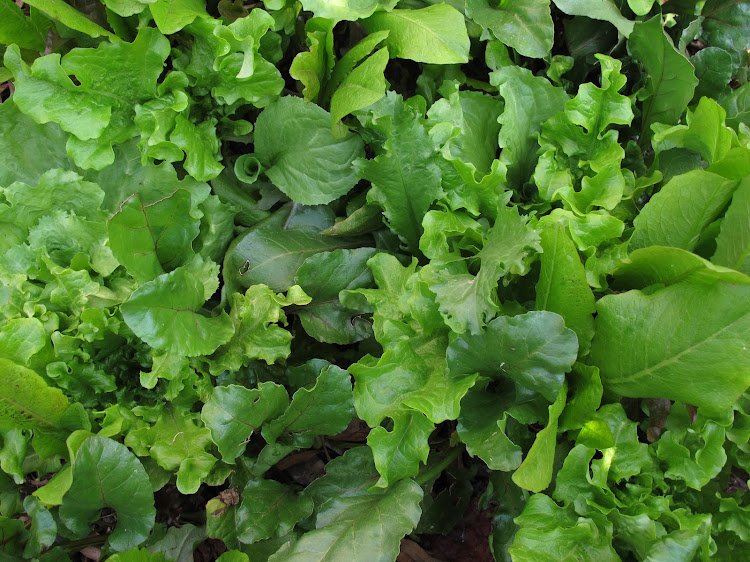 Lettuces and greens. Sown cut and come again method.