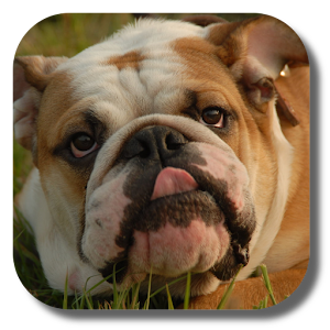 Download Bulldog Wallpapers For PC Windows and Mac