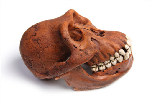 Fossil of Australopithecus afarensis. File photo.