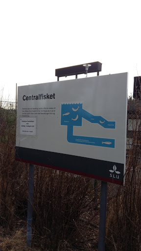 Centralfisket