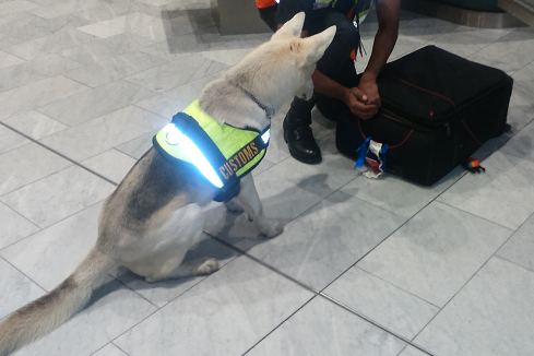A detector dog alerts his handler that the man’s luggage is suspicious.