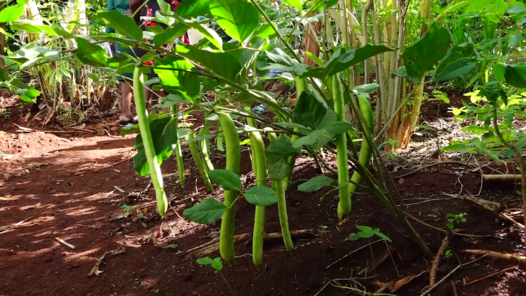 Organic rosecoco beans growing in Wakas farm, Maragua.