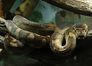 An amethystine python.