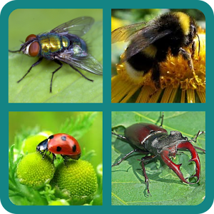 Download Угадай насекомое For PC Windows and Mac