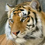 HD Tigers Wallpapers Apk