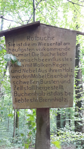 Rotbuche