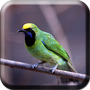 Master Kicau Cucak Ijo.apk 1.0