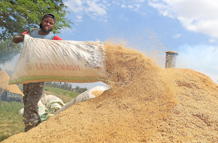 A worker offloads a bag of disposed rice husks before burning them in a traditional kiln to produce organic fertiliser in Mwea, on April 6.
