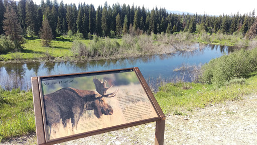 Moose Habitat -  Grand Teton National Park 
