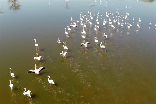 Lake Bogoria flamingos.