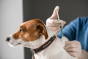 The average daily cost of treating a dog with parvovirus is R1‚273.