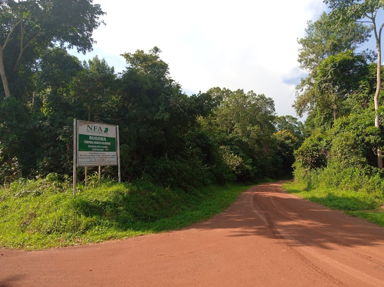 Bugoma Central Forest Reserve