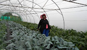 Ixhiba co-operative member Hlaleleni Buthelezi.