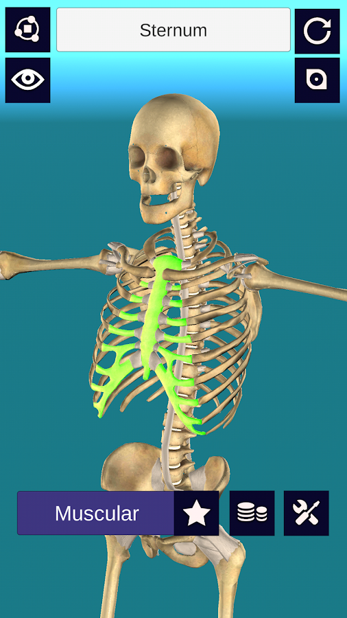 3D Anatomy: Muscle | Skeleton System + — приложение на Android