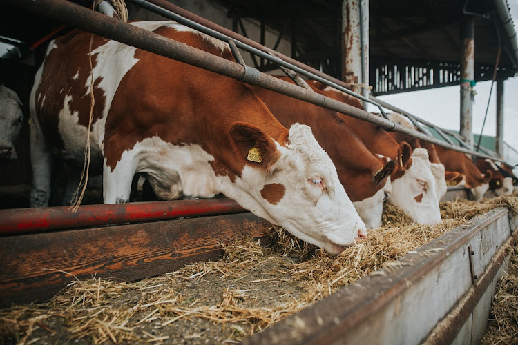 The foot-and-mouth disease outbreak has adversely affected the beef industry, which accounts for a sizeable share of the SA agricultural economy. Picture: 123RF