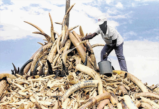 UP IN FLAMES: A Kenya wildlife service officer pours petrol on a heap of elephant ivory and rhino horns that was burnt to help stem the growing illegal trade, which funds terrorist organisations such as al-Shabaab