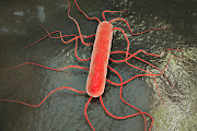 A 3D illustration of the bacterium Listeria monocytogenes, which causes listeriosis. File image.