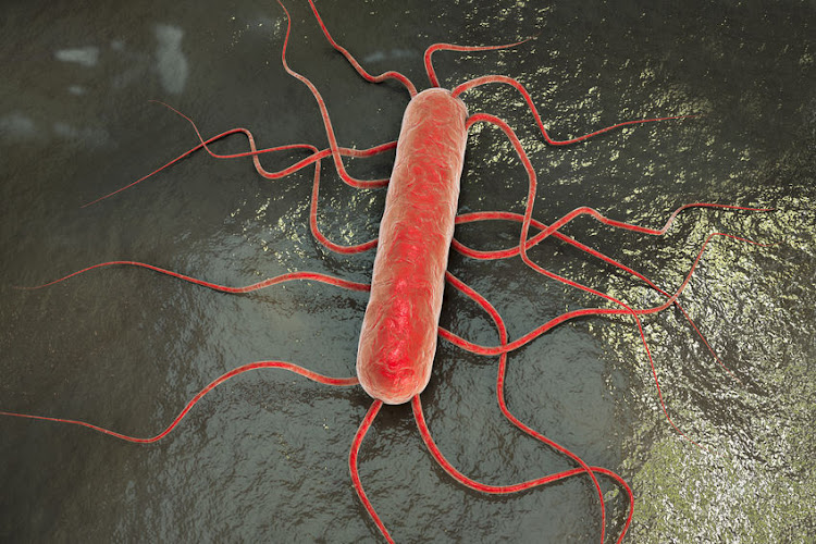 A 3D illustration of the bacterium Listeria monocytogenes, which causes listeriosis. File image.