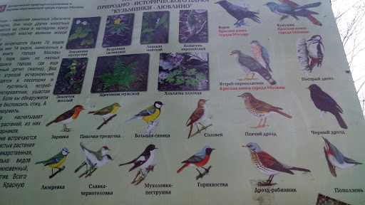 Птицы Кузьминского Парка.