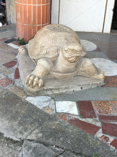 石龟