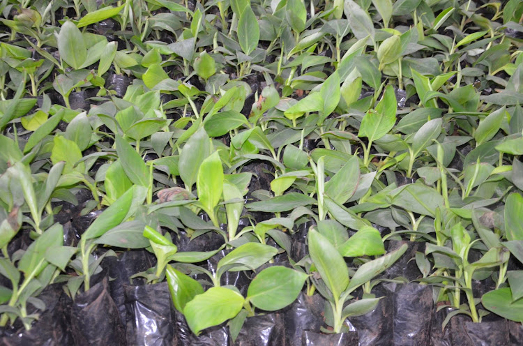 Tissue culture banana seedlings. MESPT targets to support farmers plant126,000 organic tissue culture banana seedlings in Taveta, Taita Taveta county