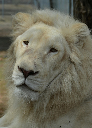 White lion Picture:Free stock image/pixabay