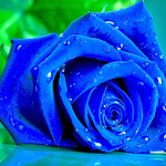 Blue Rose Live Wallpaper Apk