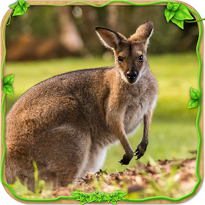 Download Furious Kangaroo Simulator For PC Windows and Mac