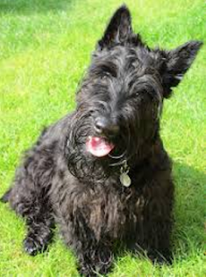 How to get The Scottish Terrier 1.01 apk for pc