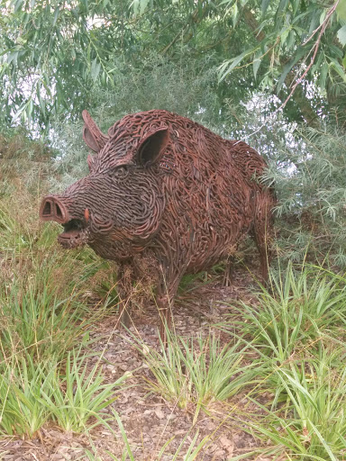 Wild Boar