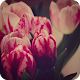 Download Mother's Day Wallpapers For PC Windows and Mac 0.1