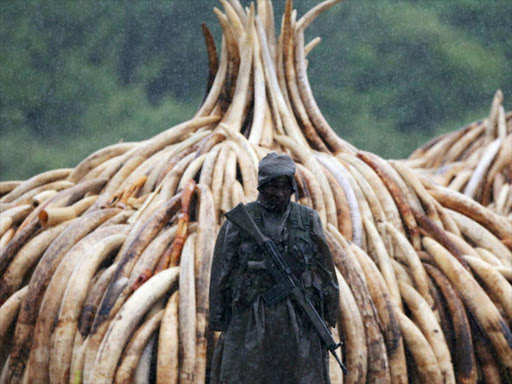 A Kenyan Wildlife Service ranger stands guard in the rain near stacks of elephant tusks, part of an estimated 105 tonnes of ivory and a tonne of rhino horn confiscated from smugglers and poachers to be burnt at the Nairobi National Park near Nairobi, Kenya, April 30, 2016. Photo/REUTERS