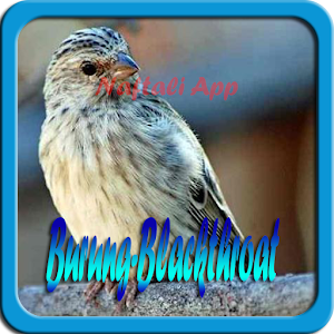 Download Kicau Burung Blackthroat New For PC Windows and Mac