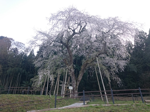 大シダレザクラ