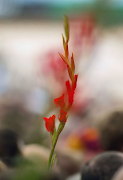 The favoured flowers among Leos are Gladiolis, a symbol of strength and determination.