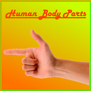 Download Human Body Parts For Kids For PC Windows and Mac