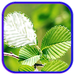 Leaf Photo Frames, Effects Apk