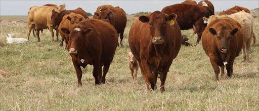 Seven men will face a murder charge when they appear in court in connection with a murder linked to stolen cattle.
