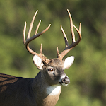 Whitetail Deer Calls Apk