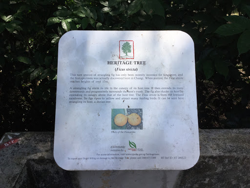 Heritage Tree - Ficus stricta
