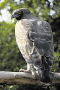 CLINGING ON: Marshall eagles’ tree habitats are under threat