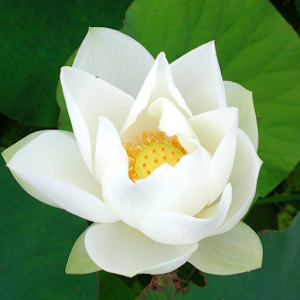 White Lotus Live Wallpaper.apk 1.2