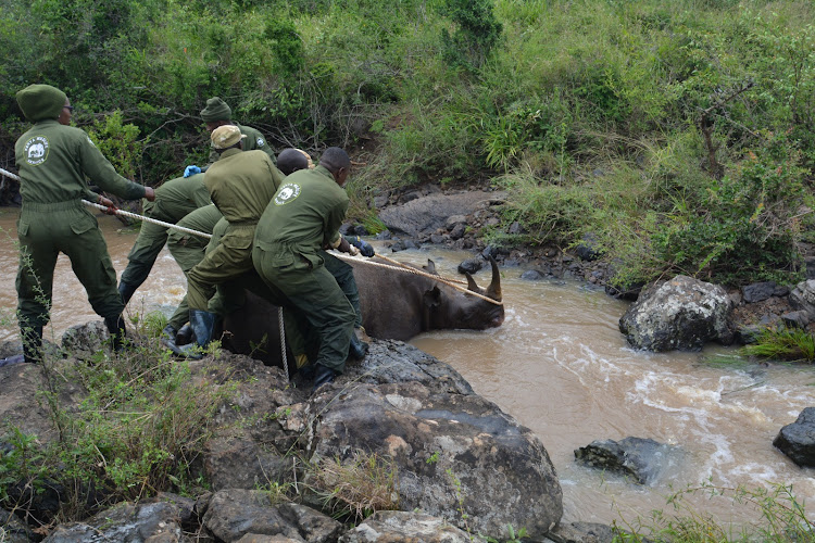 Kenya Wildlife Service Veterinary and Capture Rangers rescuing a black Rhino from a river at the Nairobi National Park on January 16, 2024.