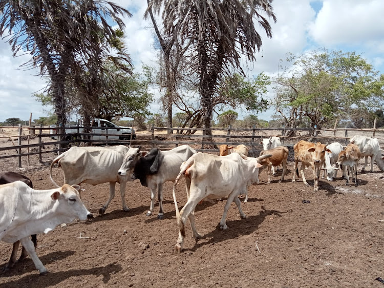 A herd of cattle at Koreni Village in Lamu West