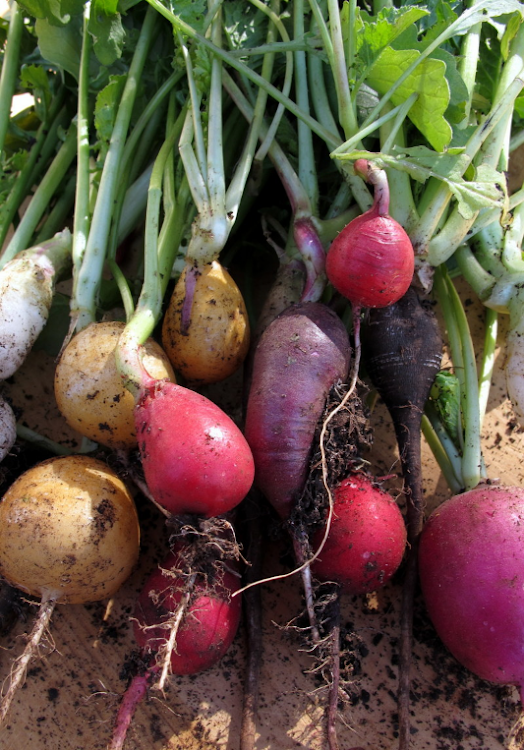 Radishes are one of the fastest vegetables to grow.