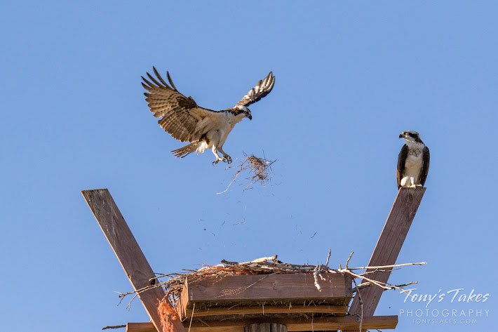 A male Osprey tosses grass toward his and his mate's nest in Longmont, Colorado. (© Tony’s Takes)